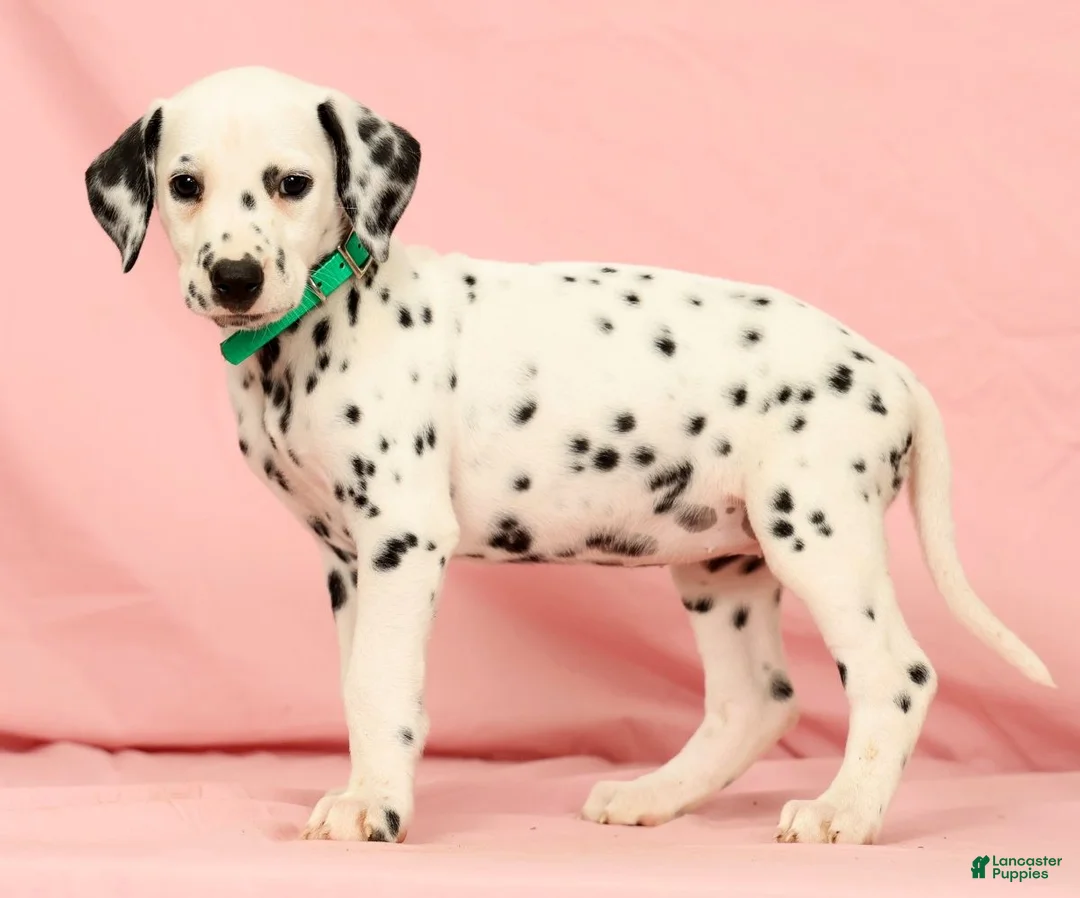 Dalmatian dogs for sale: Hailey - Ad 2