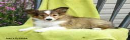 Shetland Sheepdog dogs for sale: Tori - Ad 3