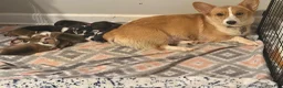 Welsh Corgi Pembroke dogs for sale: Welsh Corgi Pembroke Puppy 8 - Ad 2