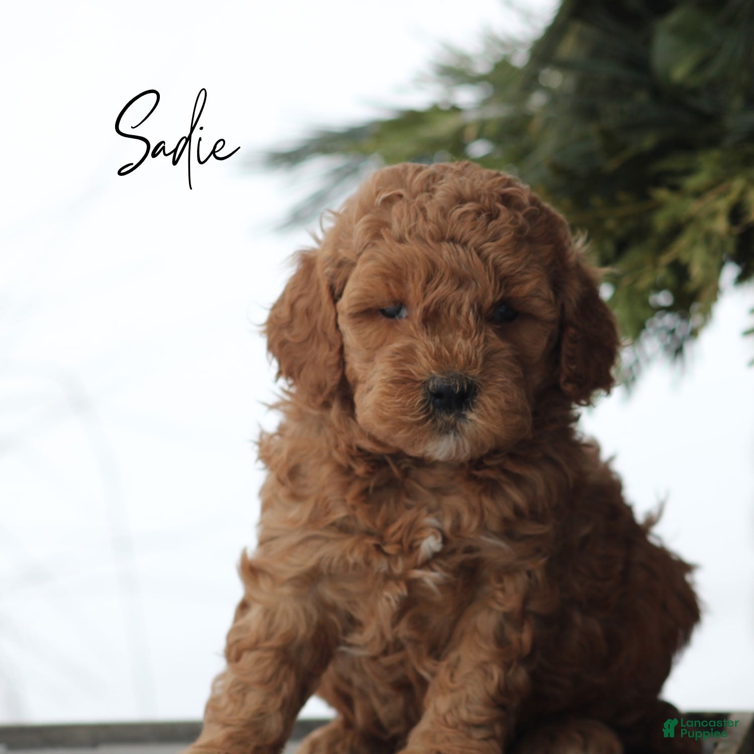 Goldendoodle dogs Sadie - Ad 42