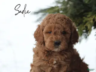 Goldendoodle dogs Sadie - Ad 23