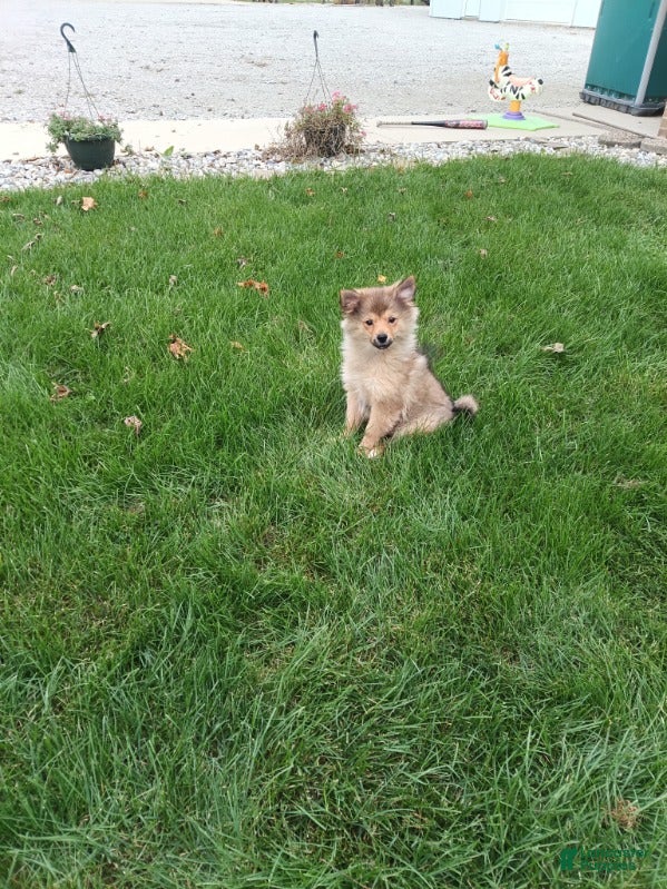 Pomsky dogs for sale: Boy 2 - Ad 1