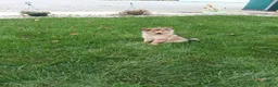 Pomsky dogs for sale: Boy 2 - Ad 1