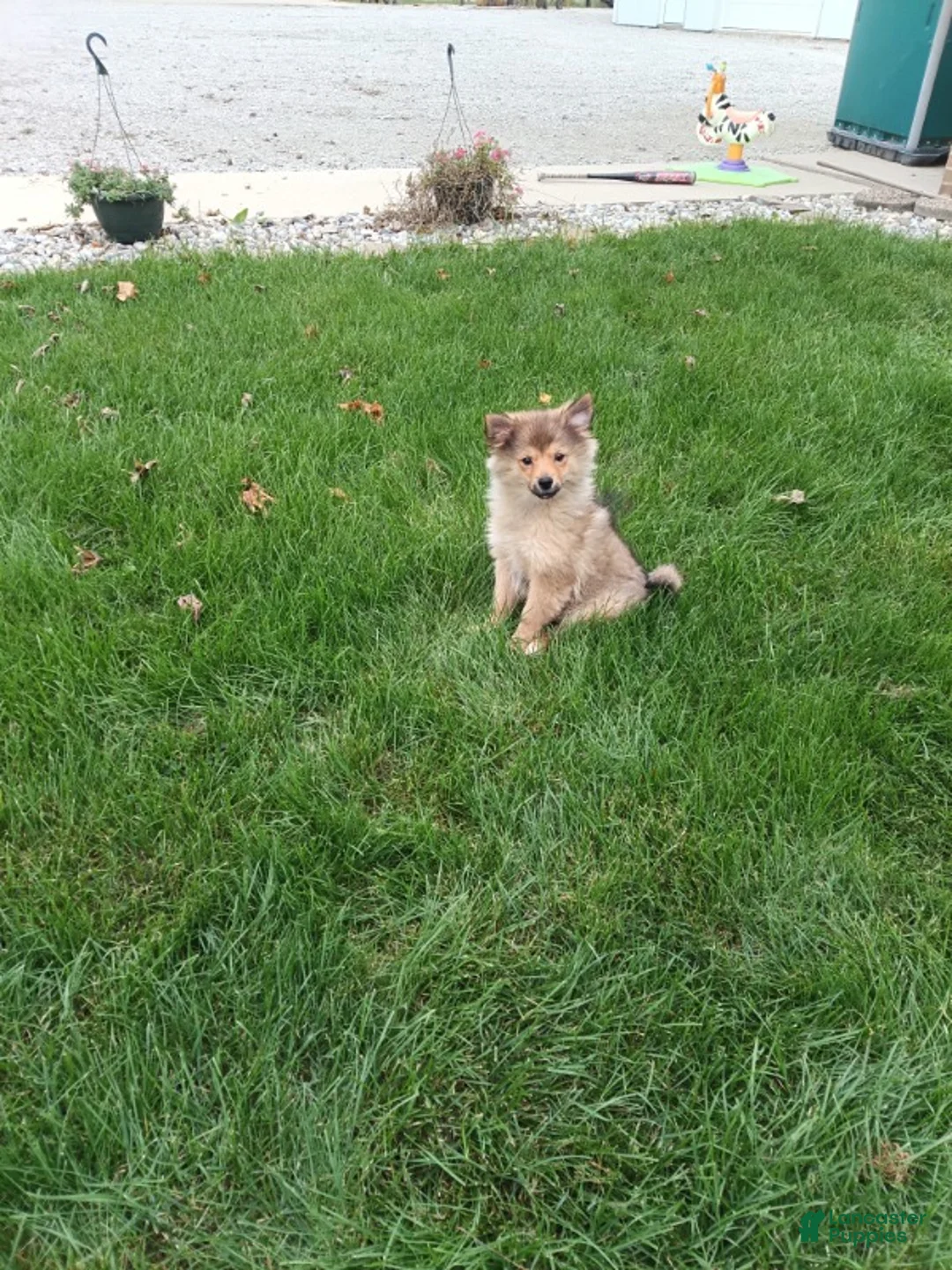 Pomsky dogs for sale: Boy 2 - Ad 1