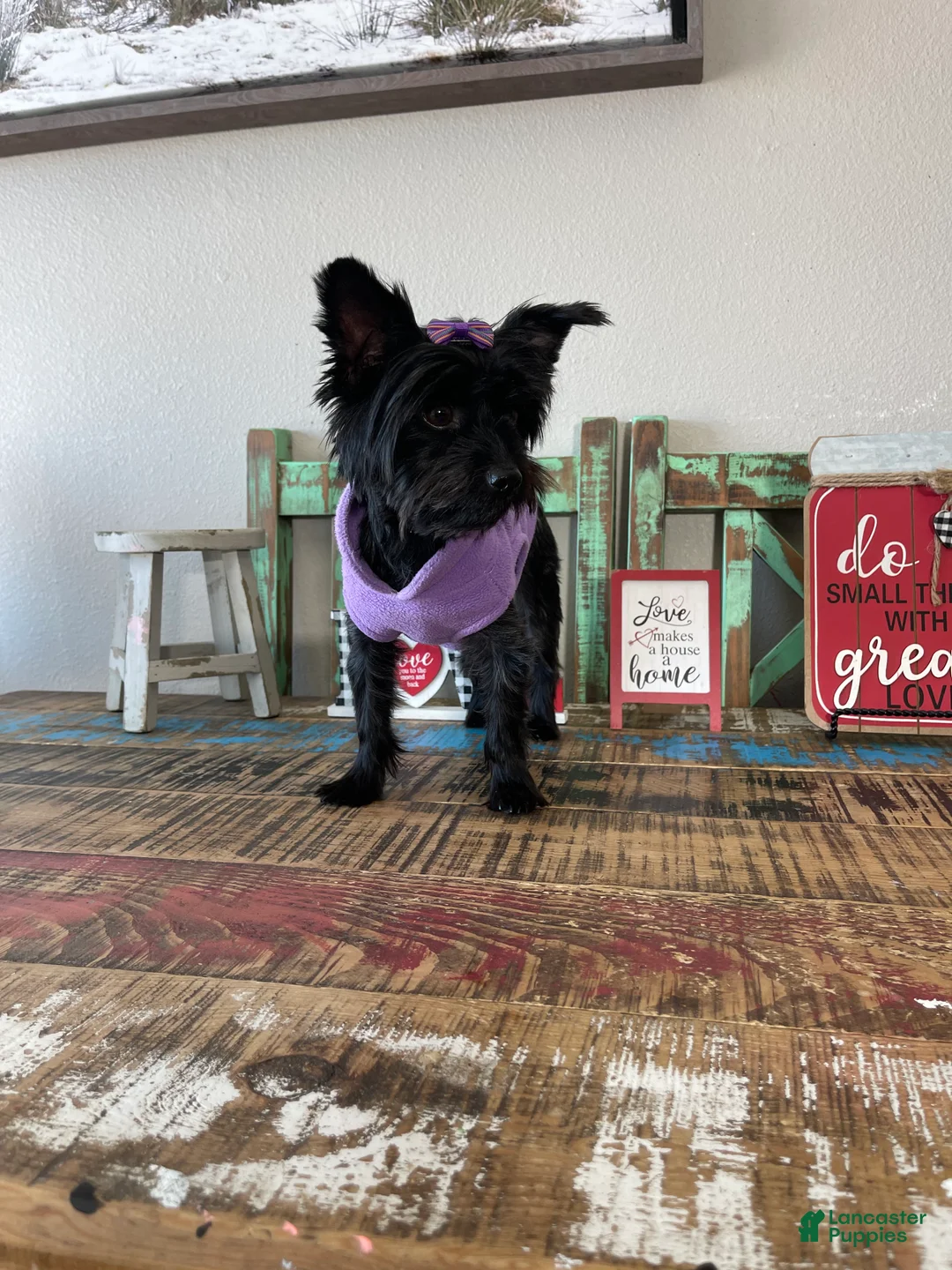 Yorkshire Terrier dogs for sale: KB Black Mia 5 pounds  - Ad 3