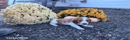 Welsh Springer Spaniel dogs for sale: Lady - Ad 10