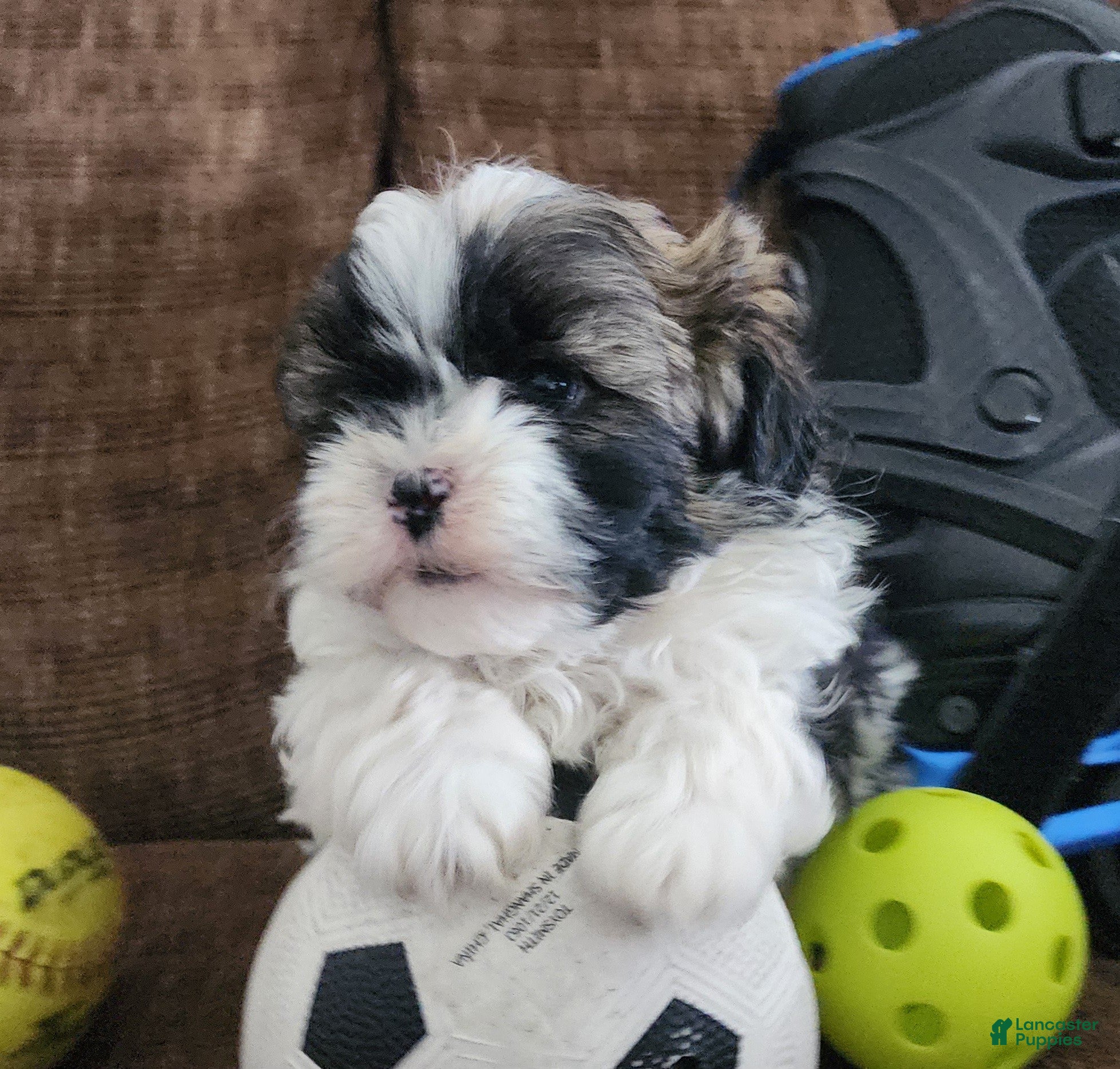 Shihpoo dogs INDIGO - Ad 42