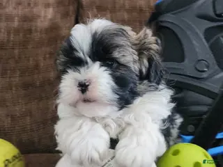 Shihpoo dogs INDIGO - Ad 42