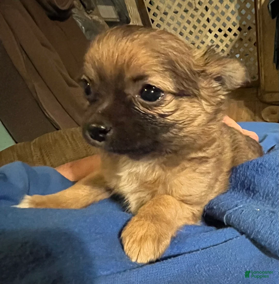 Chihuahua dogs for sale: Simba - Ad 1