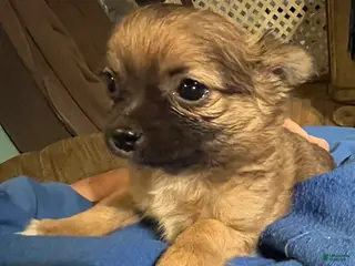 Chihuahua dogs Simba - Ad 26