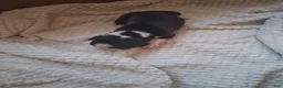 Boxer dogs for sale: Boxer 7 - Ad 3