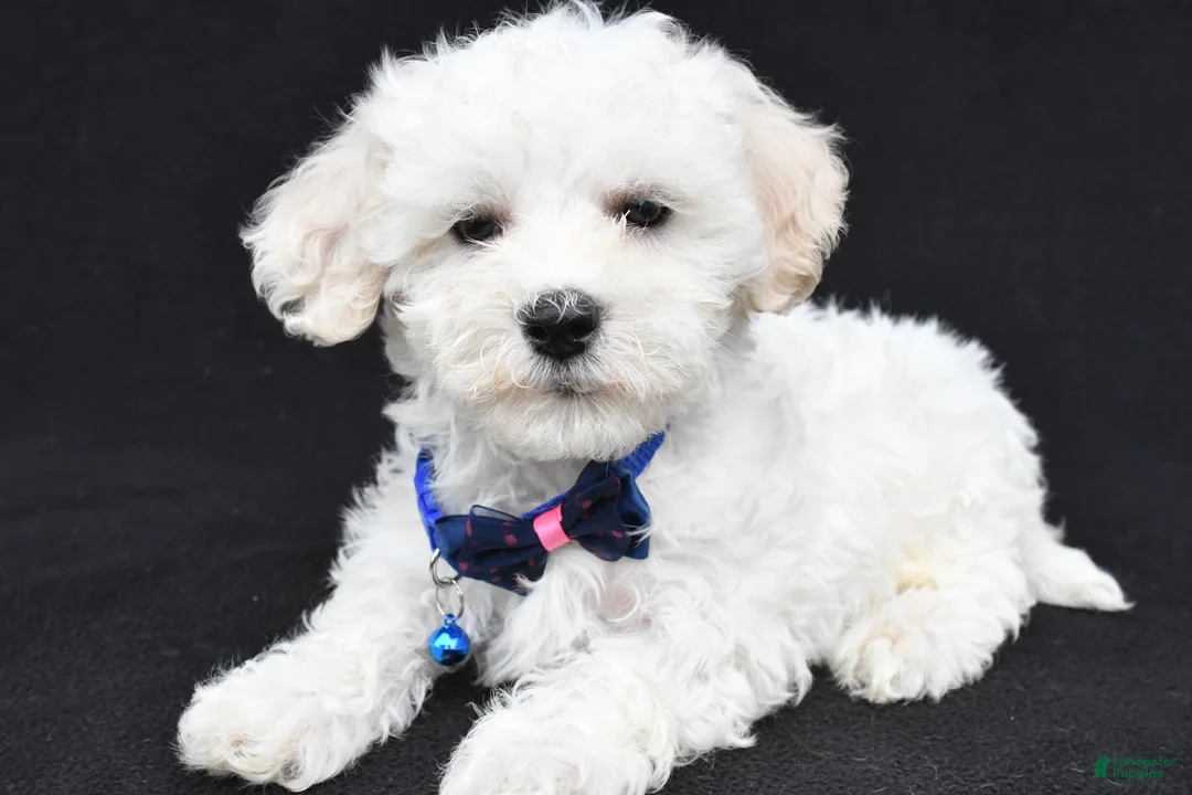 Maltipoo dogs for sale: Brent - Ad 1