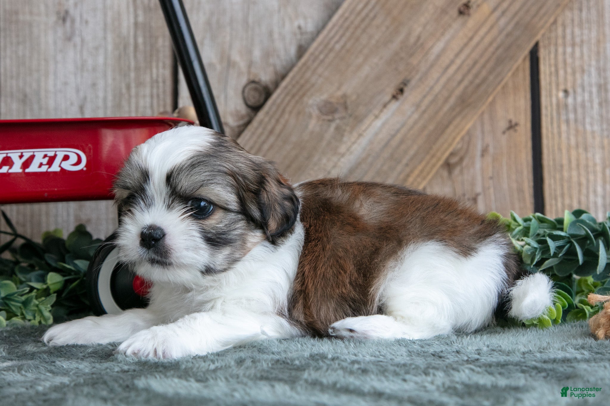 Shih Tzu dogs Jax - Ad 2