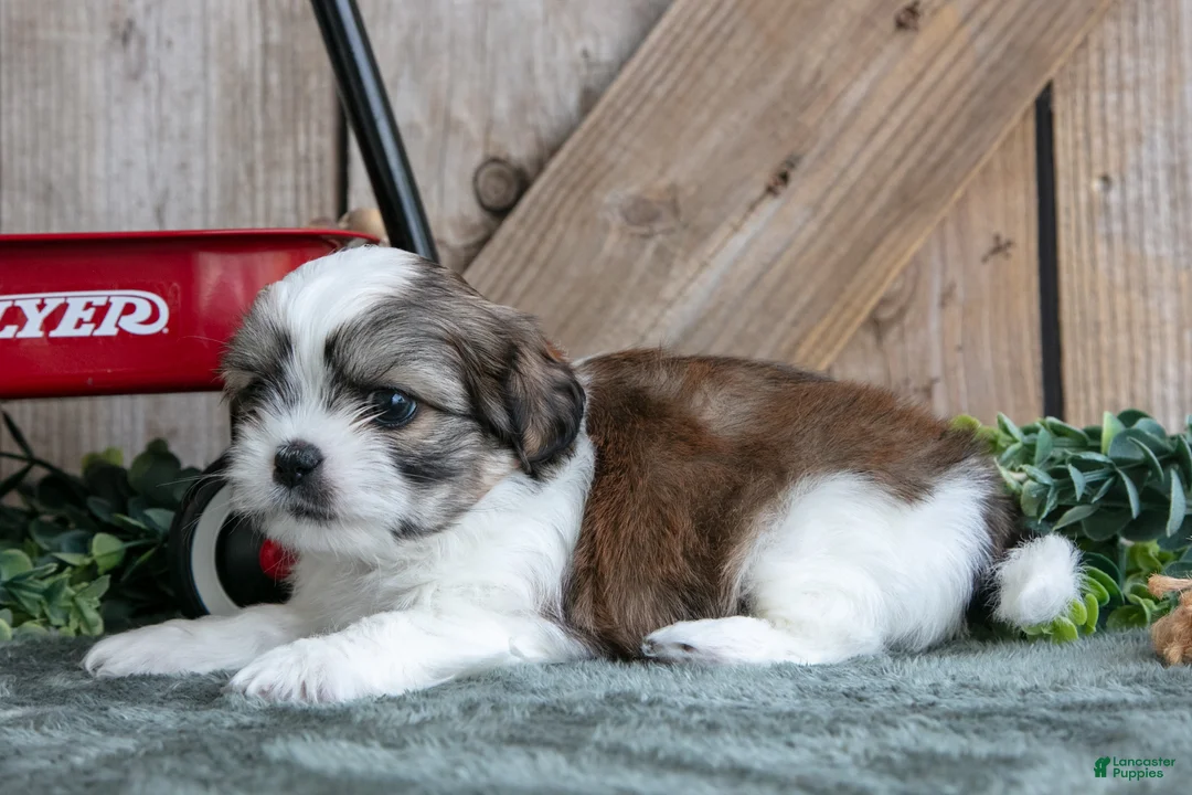 Shih Tzu dogs for sale: Jax - Ad 2