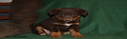 Mixed Breed dogs for sale: Lacey - Ad 2