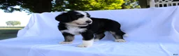 Bernedoodle dogs for sale: Sasha - Ad 5