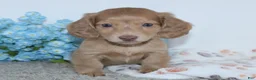 Miniature Dachshund dogs for sale: Isaac - Ad 3