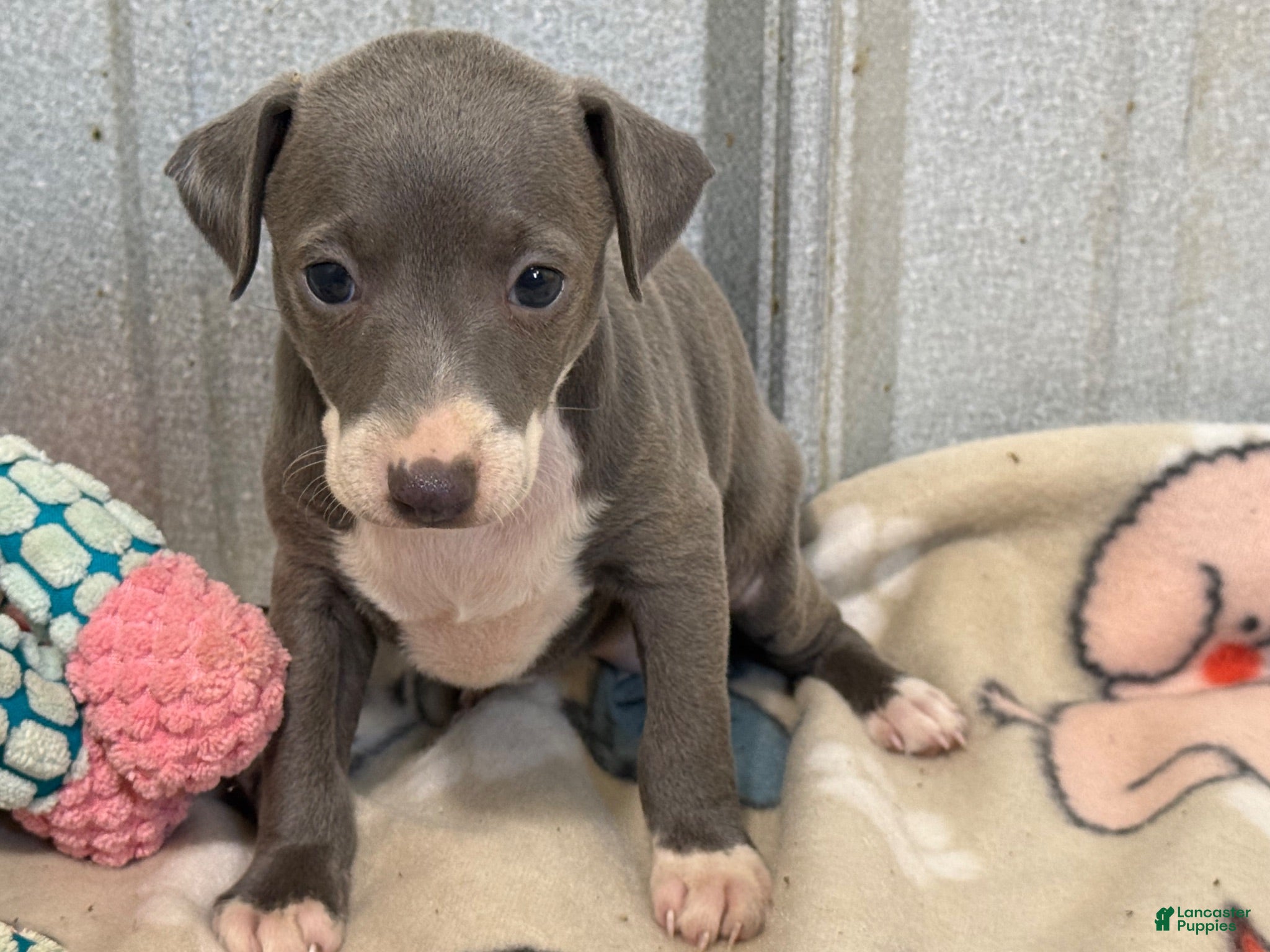 Italian Greyhound dogs Carmen AKC - Ad 2