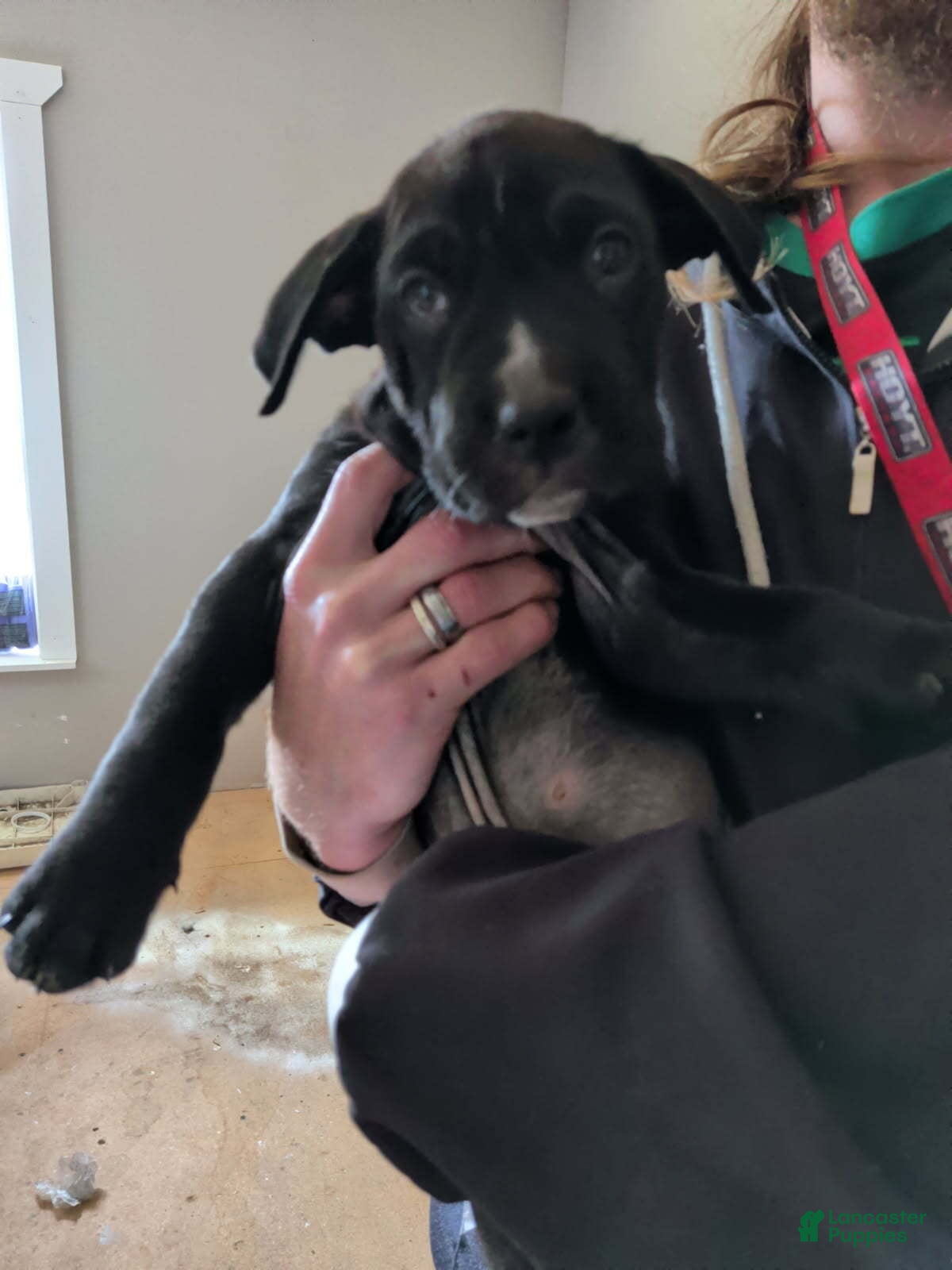 Mixed Breed dogs for sale: Boy - Ad 28