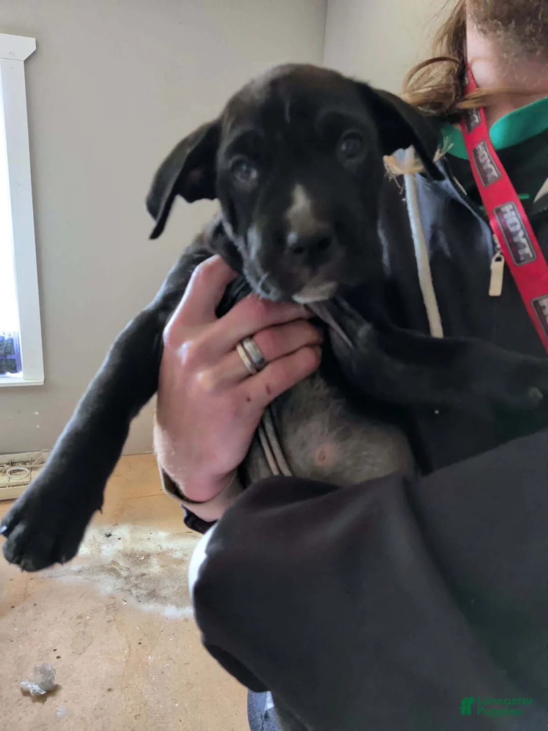 Mixed Breed dogs for sale: Boy - Ad 1