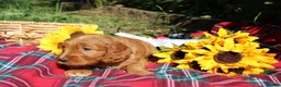 Mixed Breed dogs for sale: Posey - Irish Goldendoodle  - Ad 8