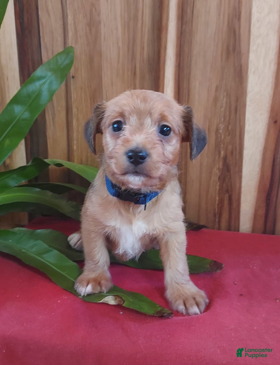 Jackapoo dogs for sale: Thomas - Ad 5