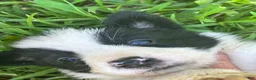 Border Collie dogs for sale: Border Collie 1 - Ad 3