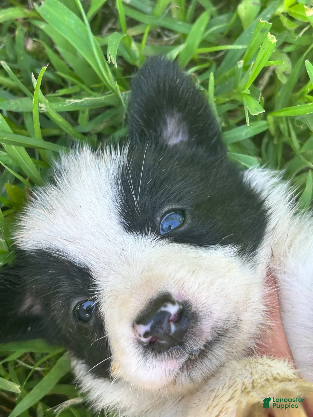Border Collie dogs for sale: Border Collie 1 - Ad 3