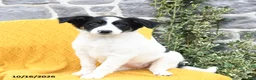 Border Collie dogs for sale: Snowball - Ad 1