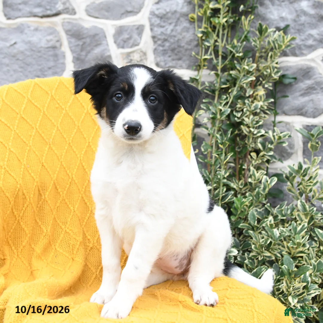 Border Collie dogs for sale: Snowball - Ad 1