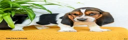 Basset Hound dogs for sale: Darcy - Ad 5