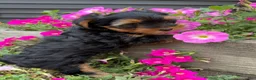 Yorkshire Terrier dogs for sale: Yorkshire Terrier 2 - Ad 7