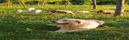 Great Pyrenees dogs for sale: Great Pyrenees 1 - Ad 3