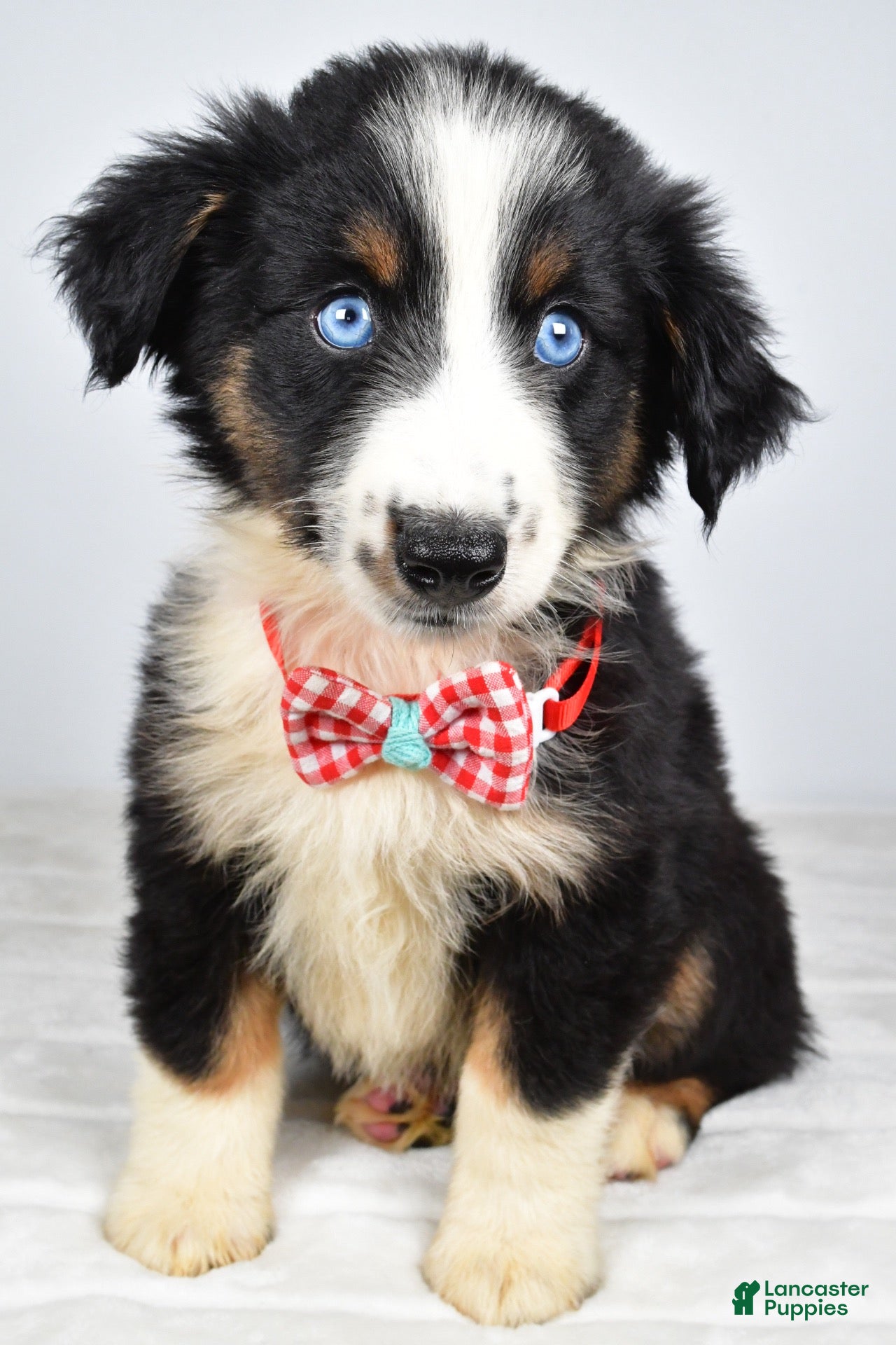Miniature Australian Shepherd dogs Finley - Ad 1