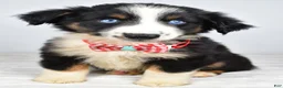 Miniature Australian Shepherd dogs for sale: Finley - Ad 1