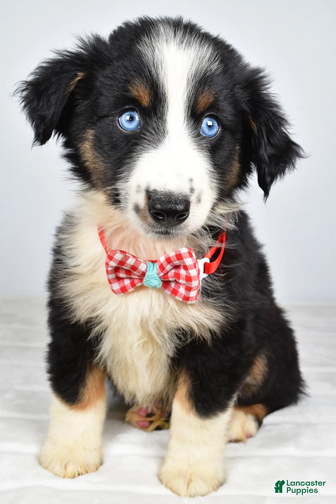 Miniature Australian Shepherd dogs for sale: Finley - Ad 1