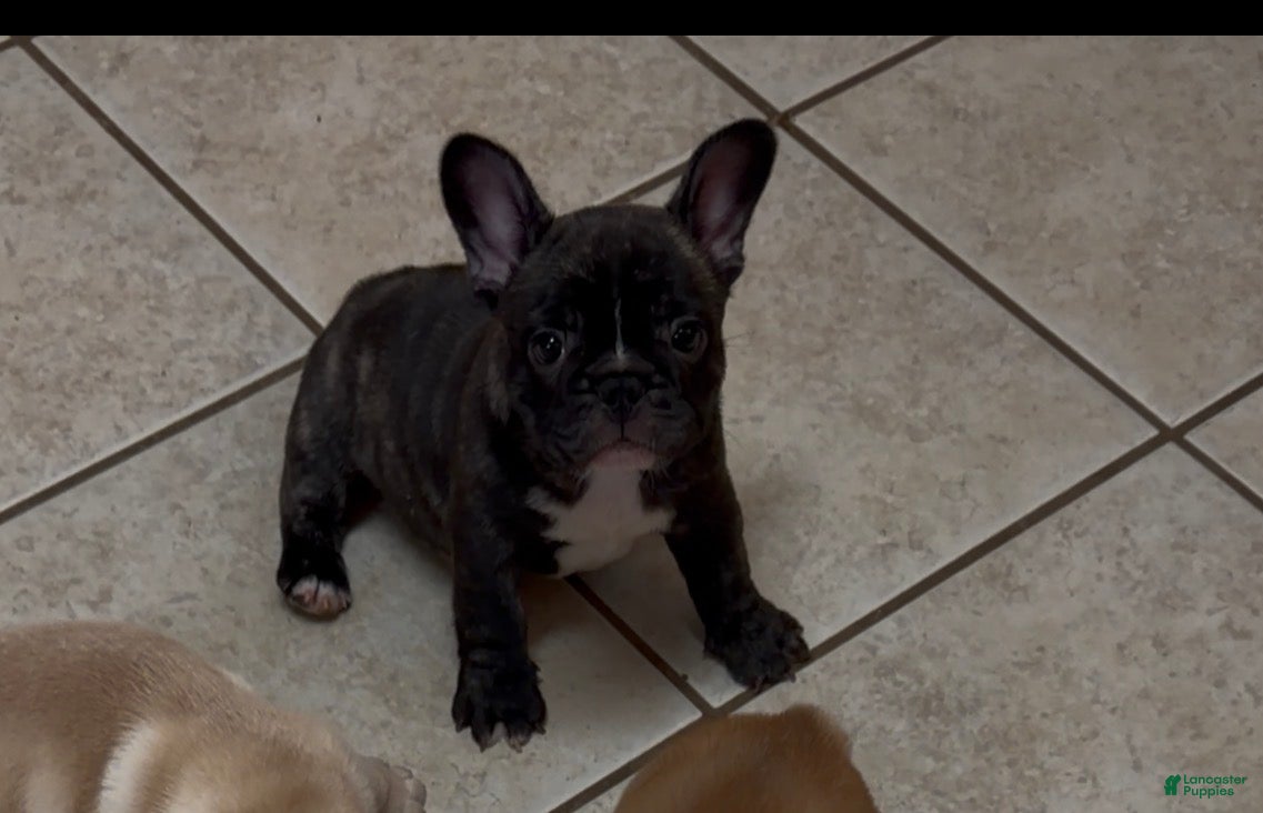 French Bulldog dogs French Bulldog Puppy 1 - Ad 2