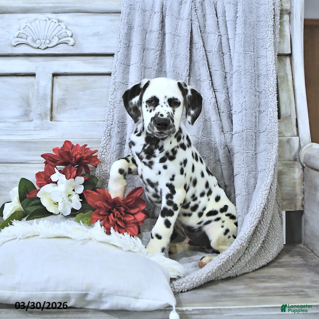 Dalmatian dogs for sale: Reno - Ad 1