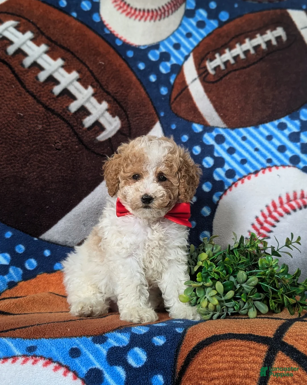 Toy Poodle dogs for sale: Sutherland - Ad 2