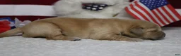 Golden Retriever dogs for sale: Babka - Ad 6