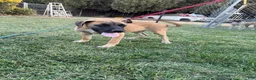 Mixed Breed dogs for sale: Whiskey - Ad 3