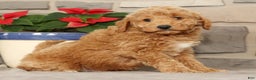 Mini Goldendoodle dogs for sale: Edgar - Ad 6