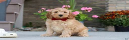 Miniature Labradoodle dogs for sale: Jasper - Ad 1