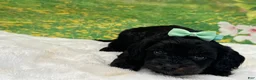 Cavapoo dogs for sale: Bently  - Ad 4
