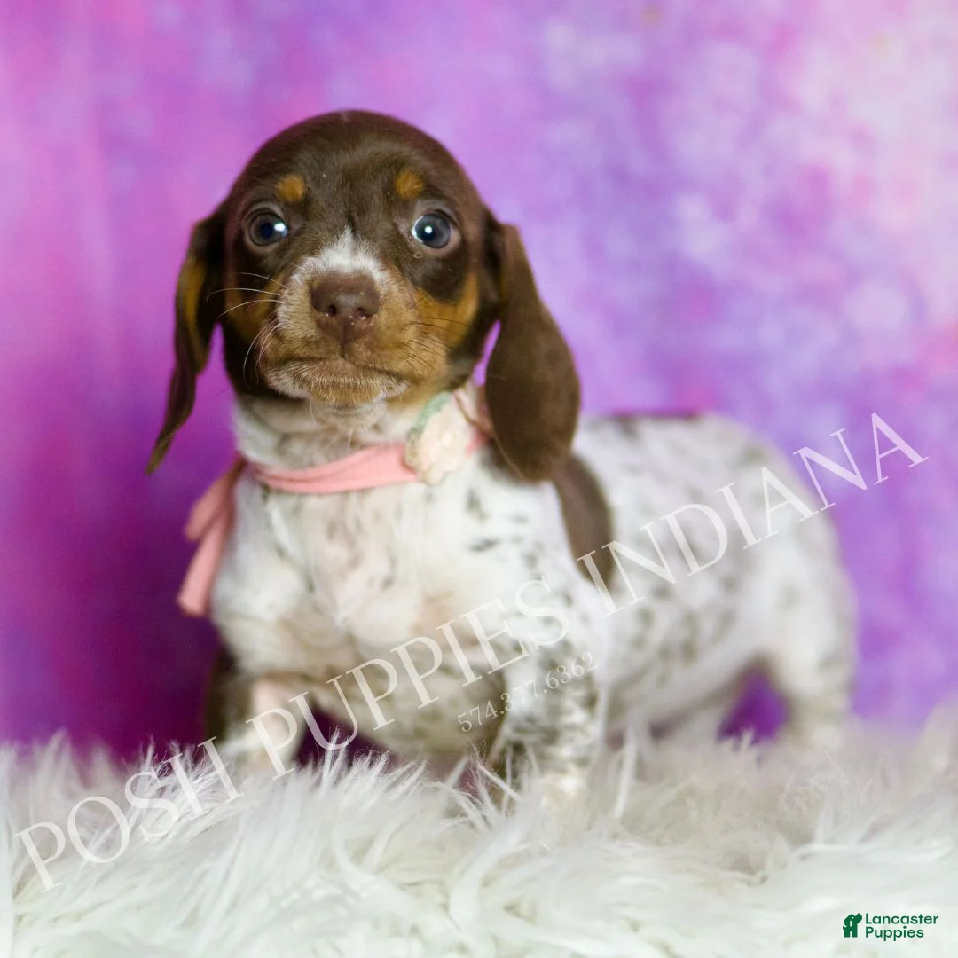 Miniature Dachshund dogs for sale: Jade - Ad 4