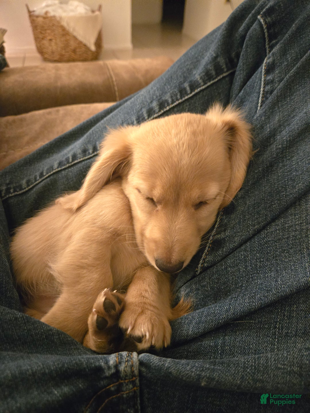 Miniature Dachshund dogs for sale: Blondie is a lil over 8 weeks and ready to go  - Ad 2