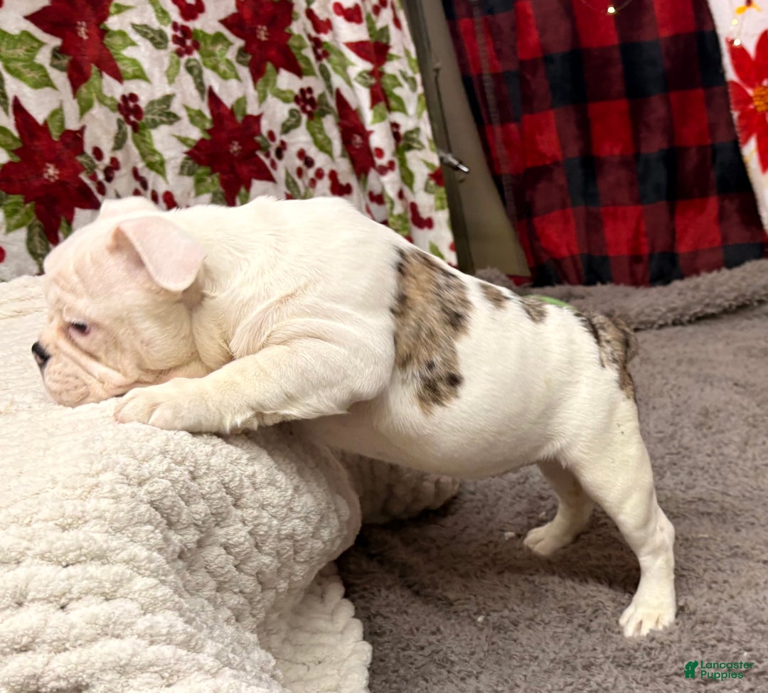 English Bulldog dogs for sale: Nadia - Ad 7