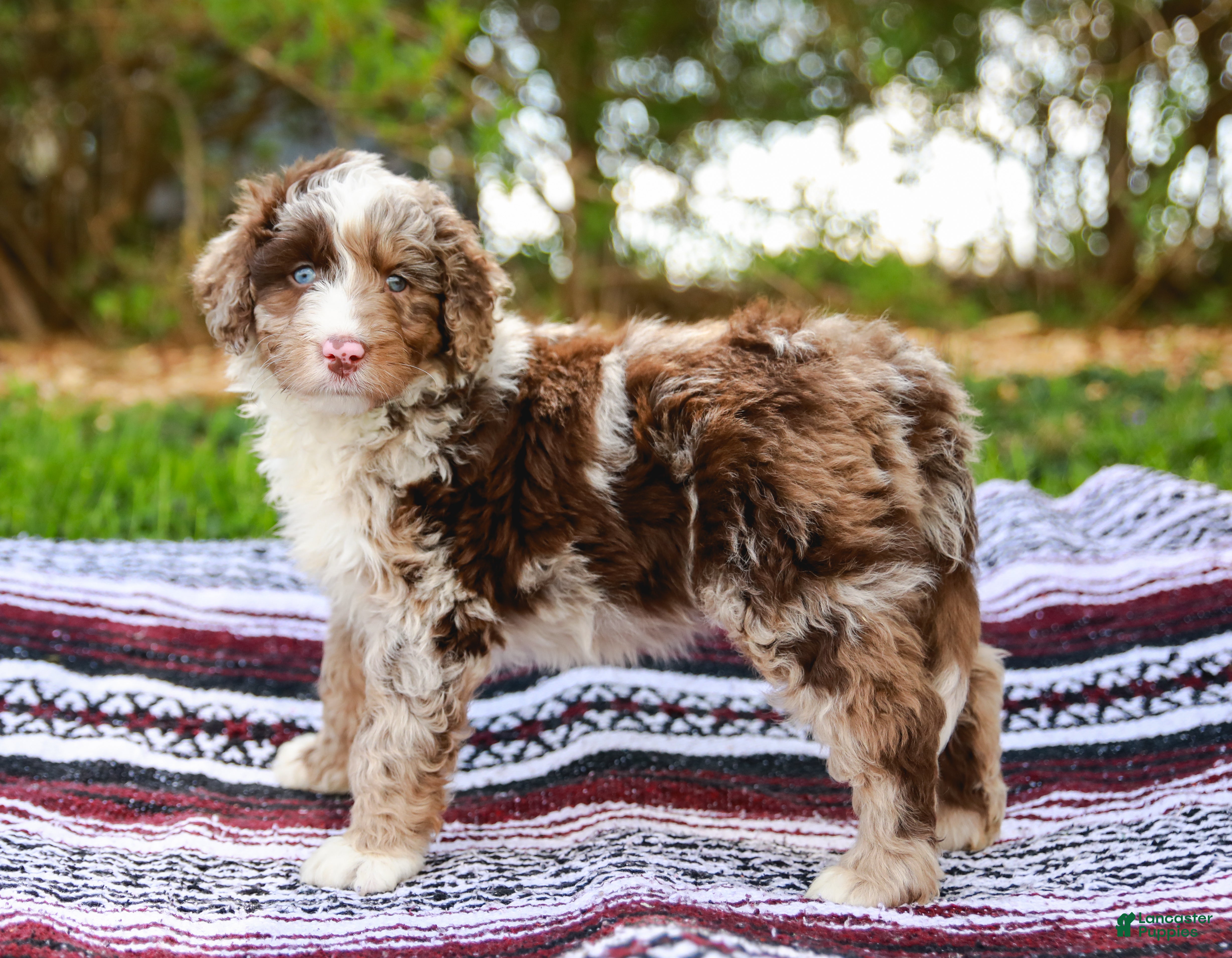 Aussiedoodle dogs Ginger Standard - Ad 1