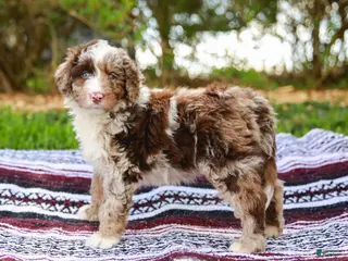 Aussiedoodle dogs for sale: Ginger Standard - Ad 4