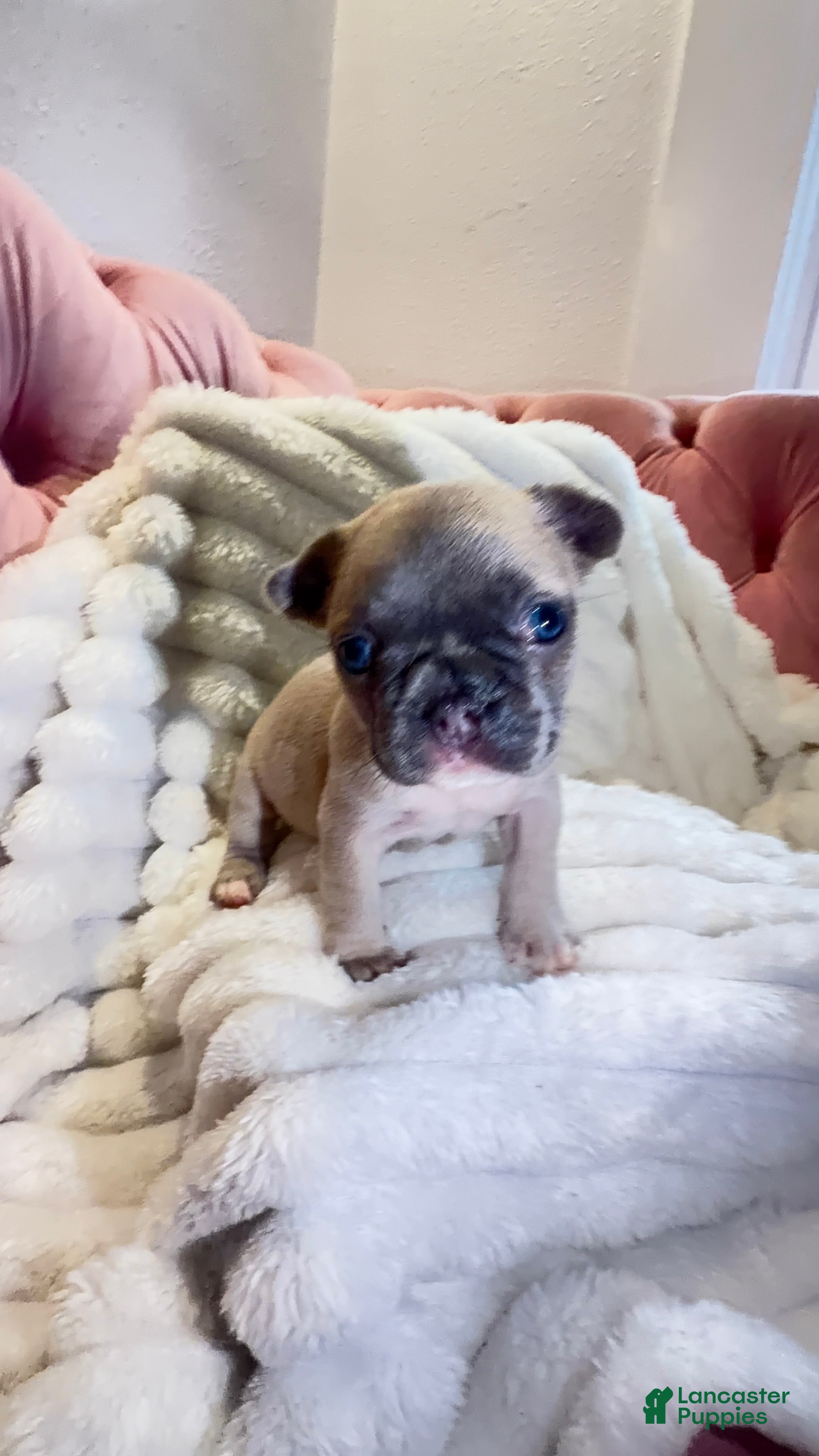 French Bulldog dogs French Bulldog Puppy 5 - Ad 2